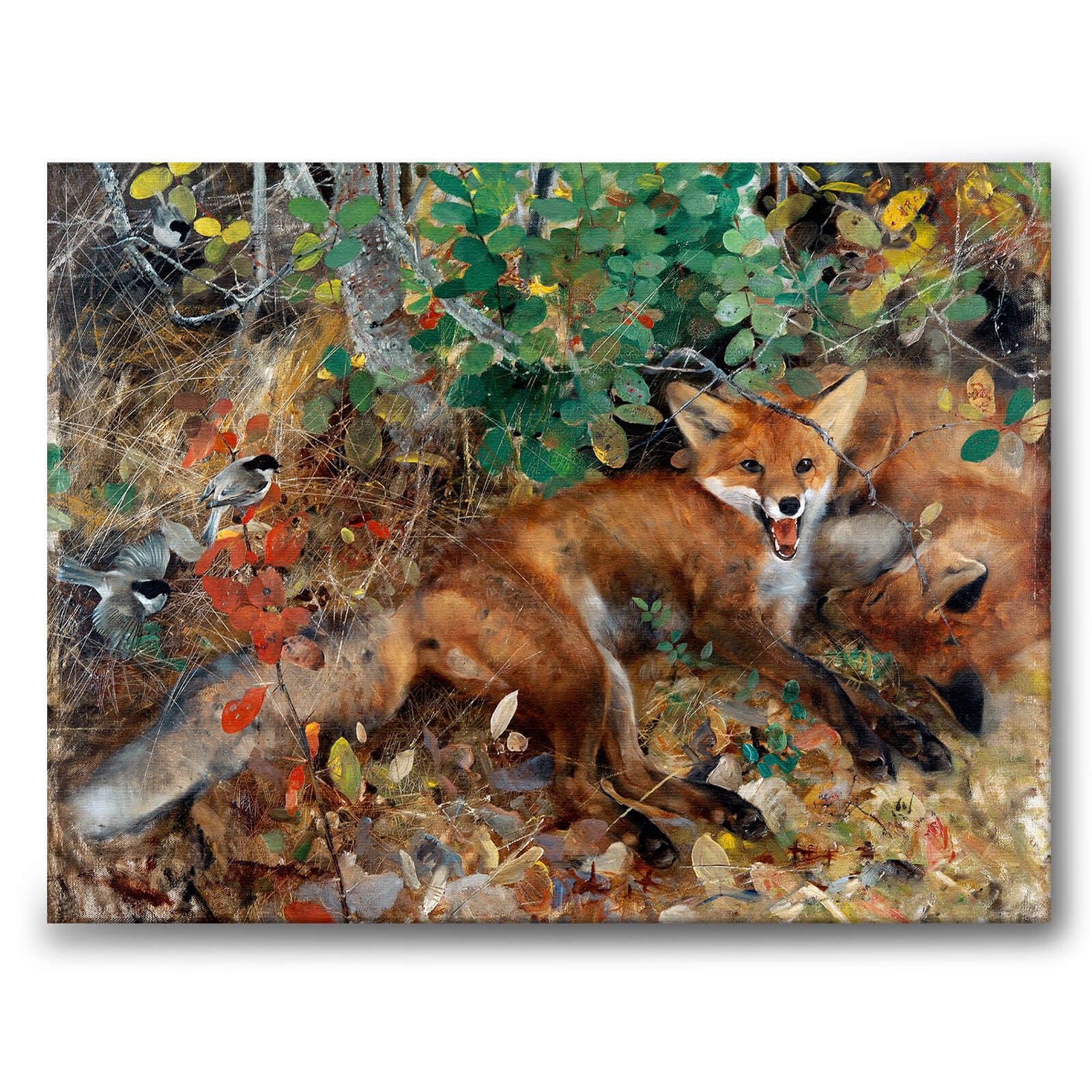 Foxes som canvastavla från Historly – bild 1