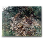Hawk's Nest som canvastavla från Historly – bild 1