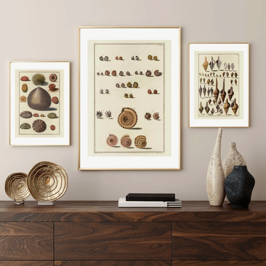 Seashells No.4 as a vintage illustration and poster from Historly – image 2