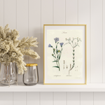 Linum som poster från Historly – bild 2