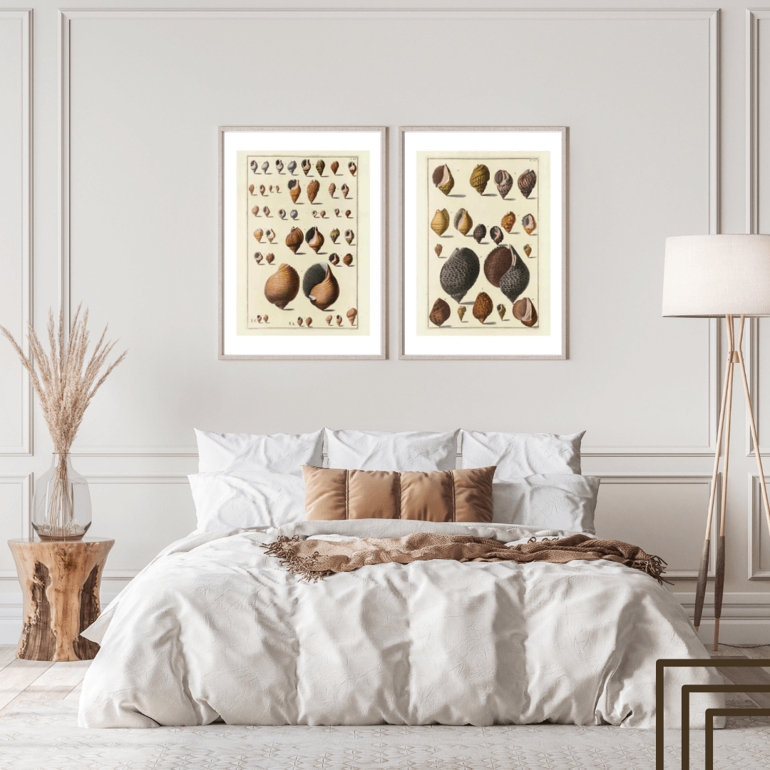 Seashells No.1 som vintageillustration och poster från Historly – bild 2