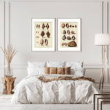 Seashells No.2 as a vintage illustration and poster from Historly – image 2