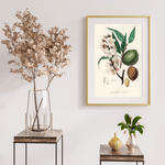 Amygdalus Communis som poster från Historly – bild 2