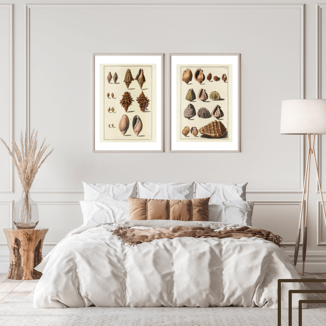 Seashells No.5 as a vintage illustration and poster from Historly – image 2