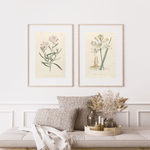 William Curtis 1795 som vintageillustration och poster från Historly – bild 2