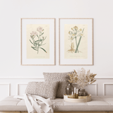 William Curtis 1795 som vintageillustration och poster från Historly – bild 2