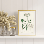 Pimpinella Anisum as a poster from Historly – image 2