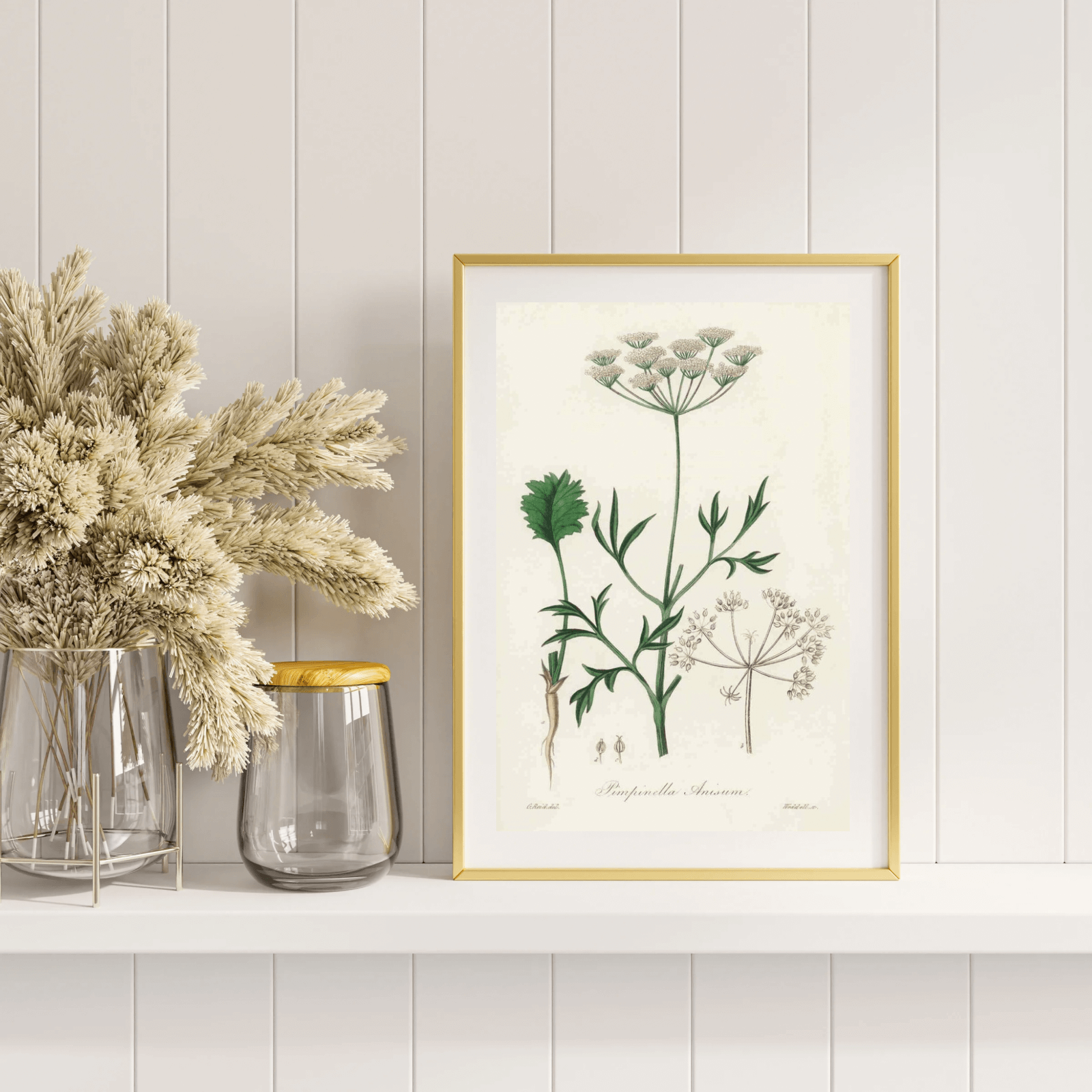 Pimpinella Anisum as a poster from Historly – image 2