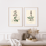 Origanum Vulgare som poster från Historly – bild 2