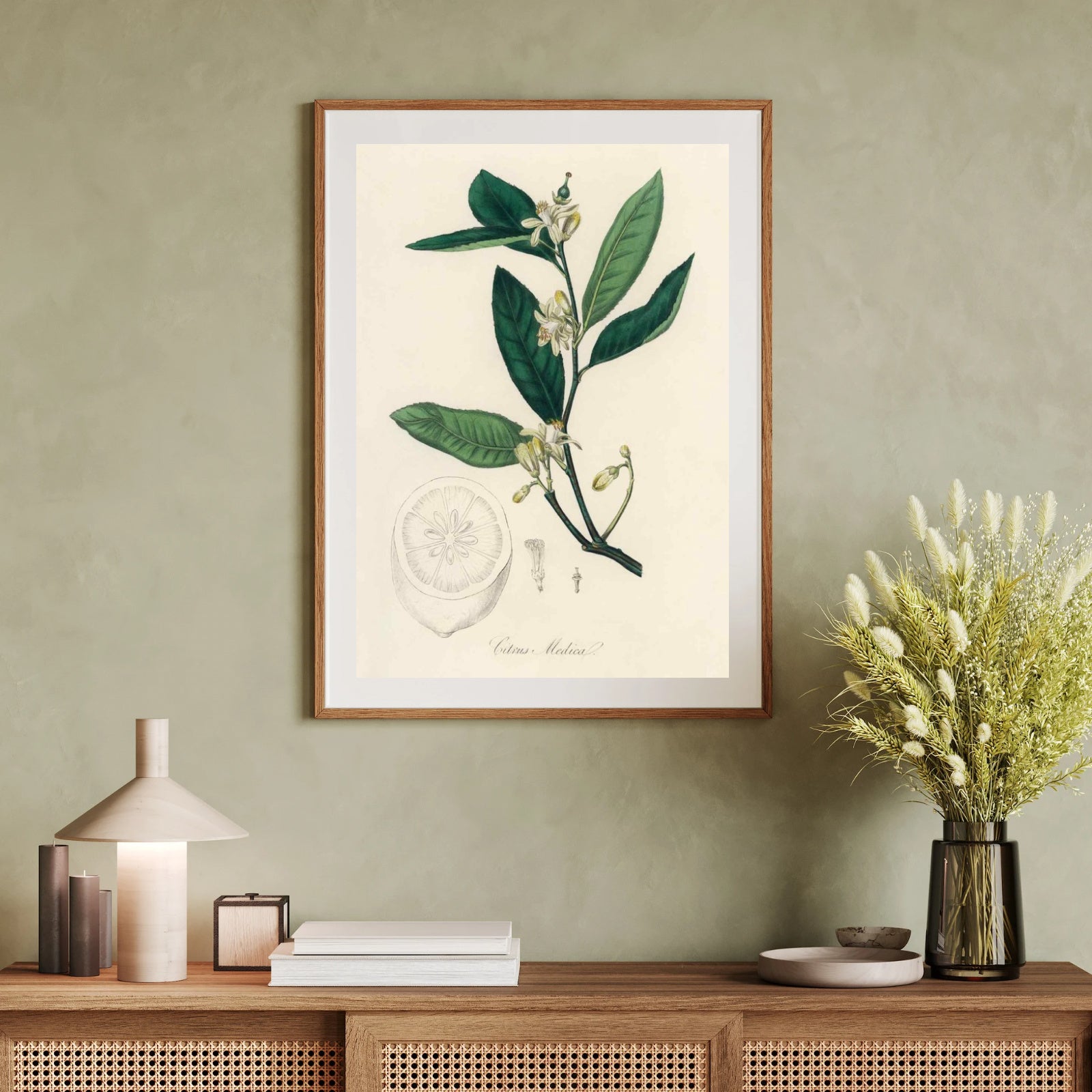 Citrus Medica as a poster from Historly – image 2