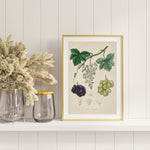 Vitis Vinifera as a poster from Historly – image 2