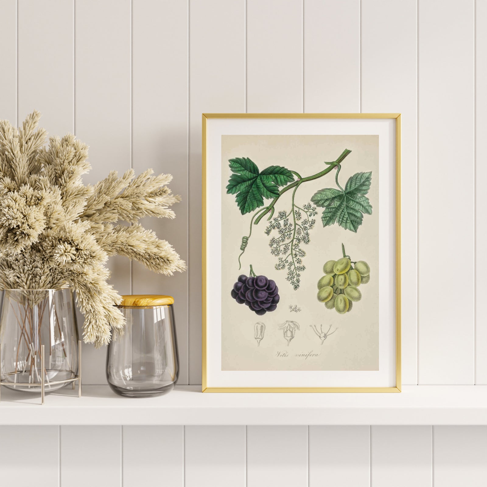 Vitis Vinifera as a poster from Historly – image 2