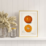 Citrus Sinensis som poster från Historly – bild 2