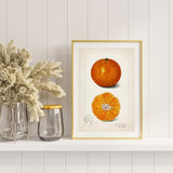 Citrus Sinensis som poster från Historly – bild 2
