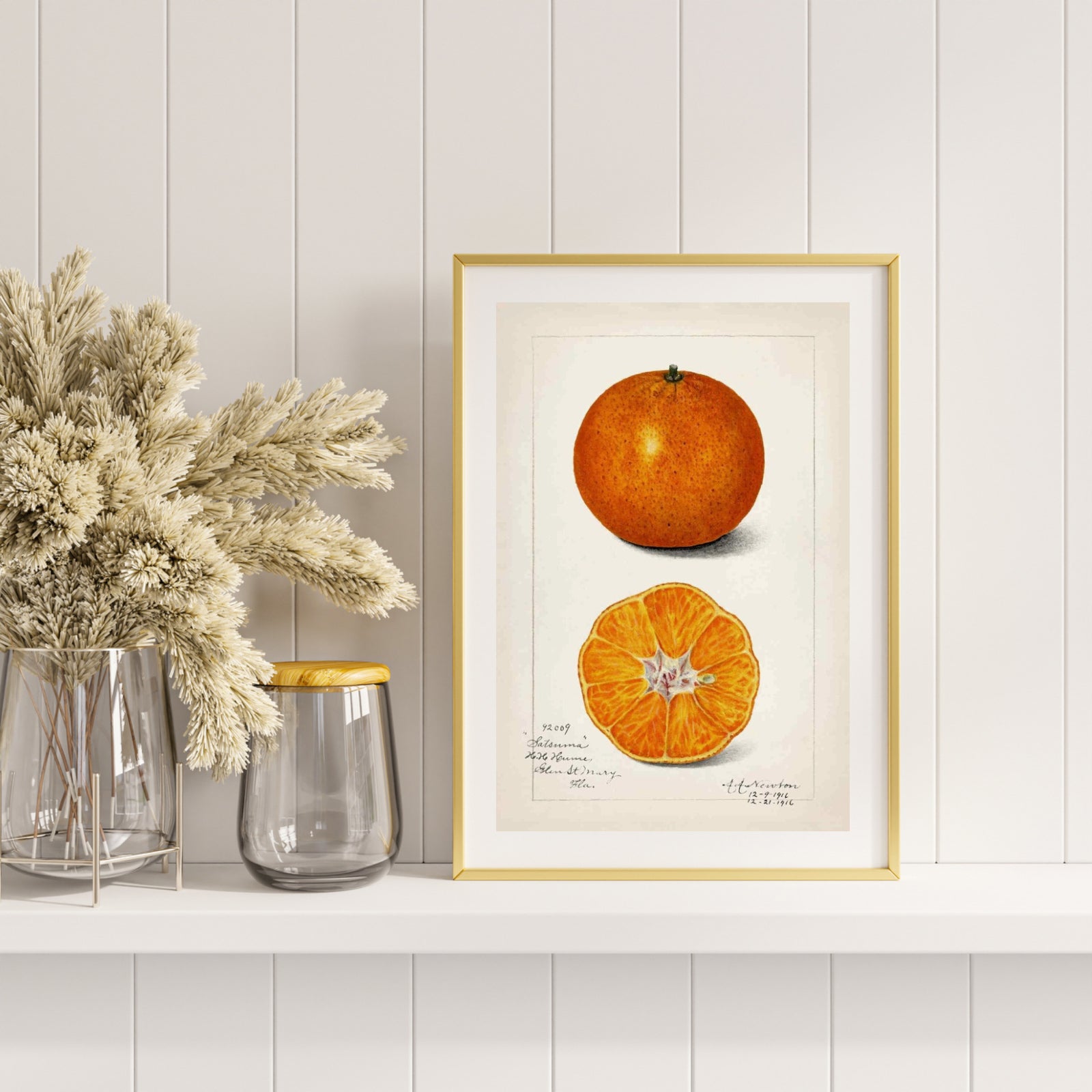 Citrus Sinensis som poster från Historly – bild 2
