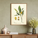 Kumquat as a vintage illustration and poster from Historly – image 3