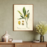 Kumquat as a vintage illustration and poster from Historly – image 3