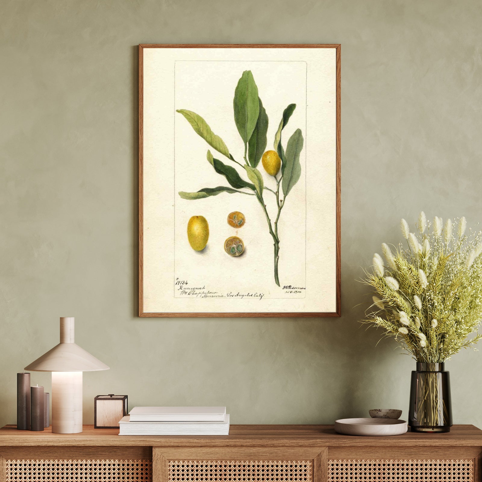 Kumquat as a vintage illustration and poster from Historly – image 3