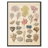Corals as a vintage illustration and poster from Historly – full image without white border