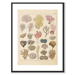 Corals as a vintage illustration and poster from Historly – with white border without title