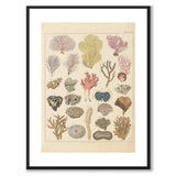 Corals as a vintage illustration and poster from Historly – with white border without title