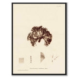 British Seaweeds 082 som vintageillustration och poster från Historly – helbild utan vit kant