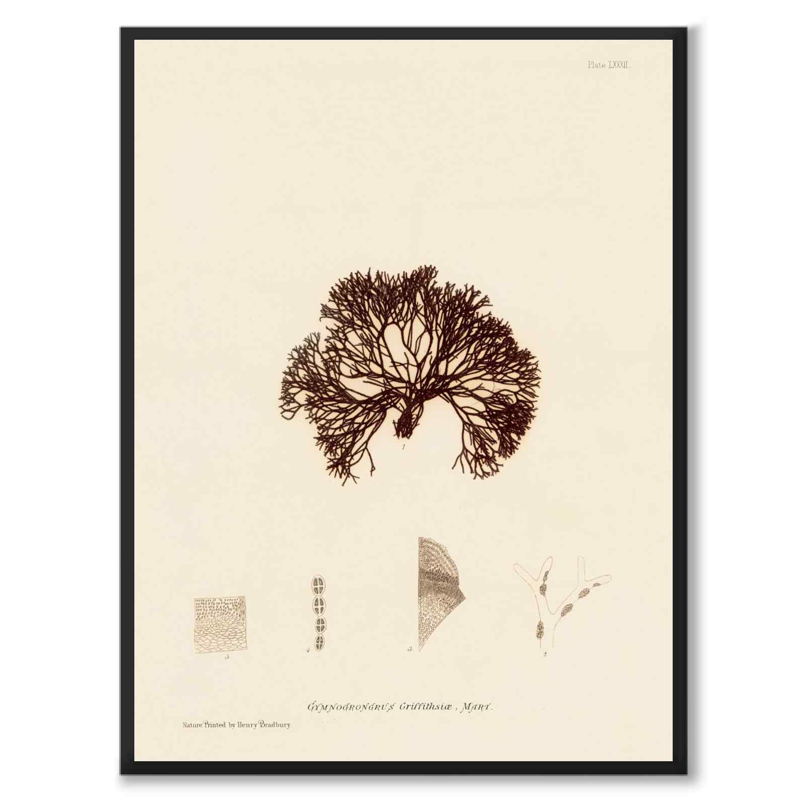 British Seaweeds 082 som vintageillustration och poster från Historly – helbild utan vit kant