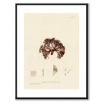 British Seaweeds 082 som vintageillustration och poster från Historly – med vit kant utan titel