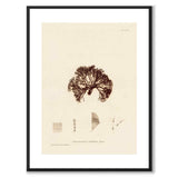 British Seaweeds 082 som vintageillustration och poster från Historly – med vit kant utan titel