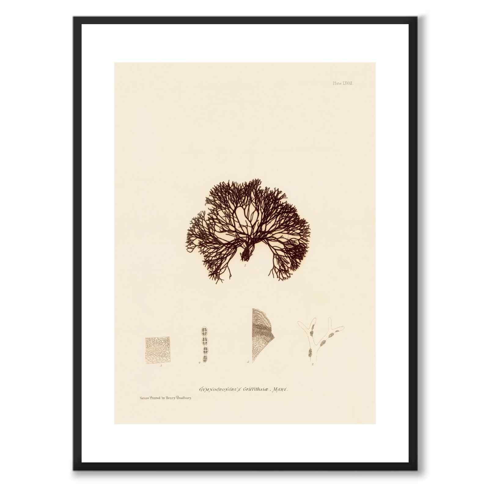 British Seaweeds 082 som vintageillustration och poster från Historly – med vit kant utan titel