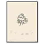 British Seaweeds 083 as a vintage illustration and poster from Historly – full image without white border
