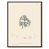 British Seaweeds 083 as a vintage illustration and poster from Historly – full image without white border