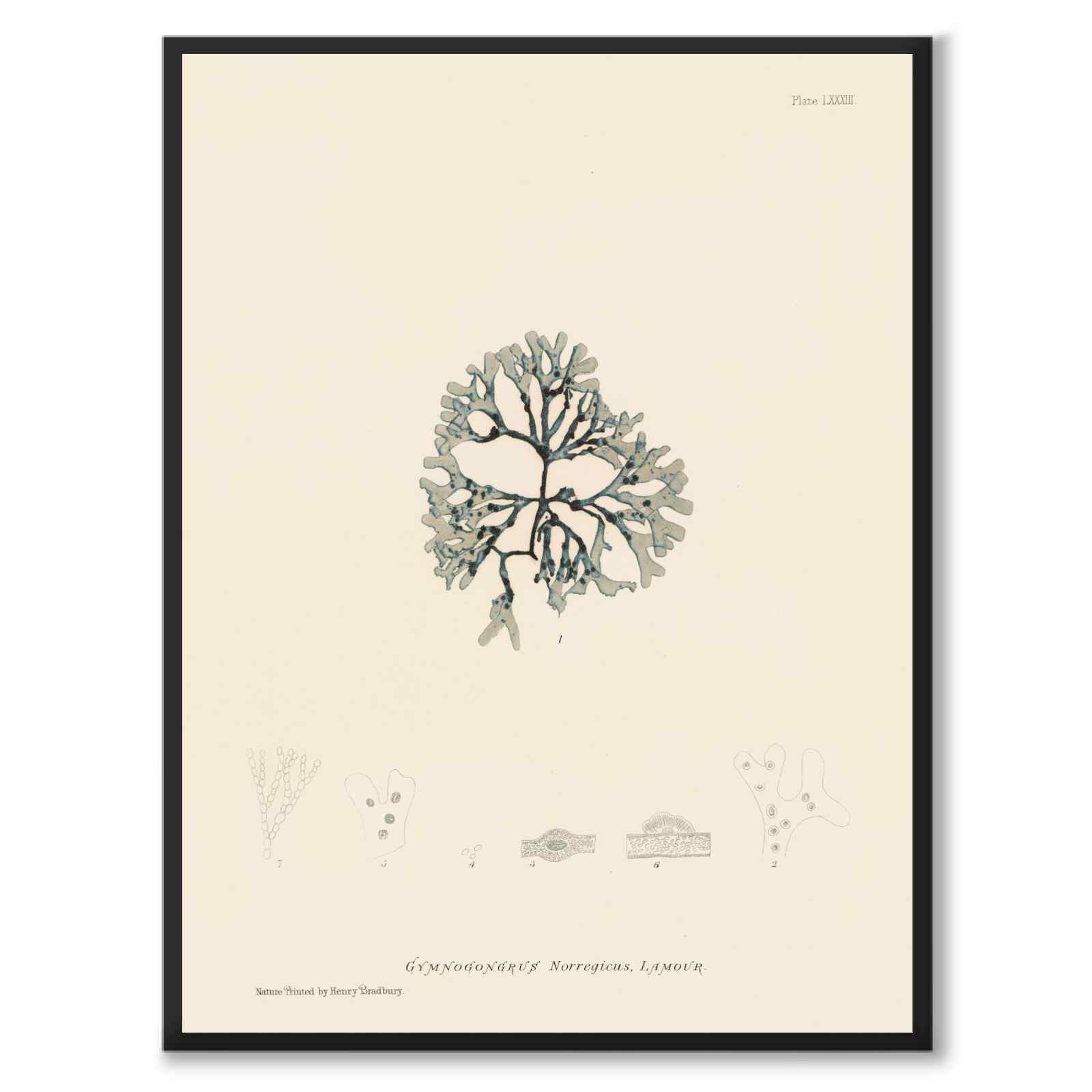 British Seaweeds 083 as a vintage illustration and poster from Historly – full image without white border