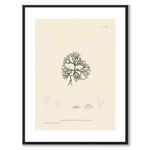 British Seaweeds 083 as a vintage illustration and poster from Historly – with white border and without title