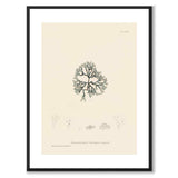 British Seaweeds 083 as a vintage illustration and poster from Historly – with white border and without title