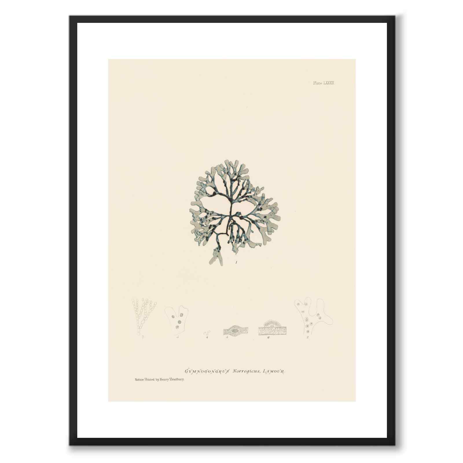 British Seaweeds 083 as a vintage illustration and poster from Historly – with white border and without title