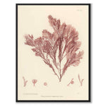 British Seaweeds 020 as a vintage illustration and poster from Historly – full image without white border
