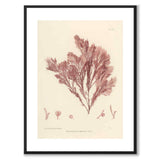 British Seaweeds 020 as a vintage illustration and poster from Historly – with white border and without title