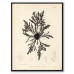 British Seaweeds 032 as a vintage illustration and poster from Historly – full image without white border