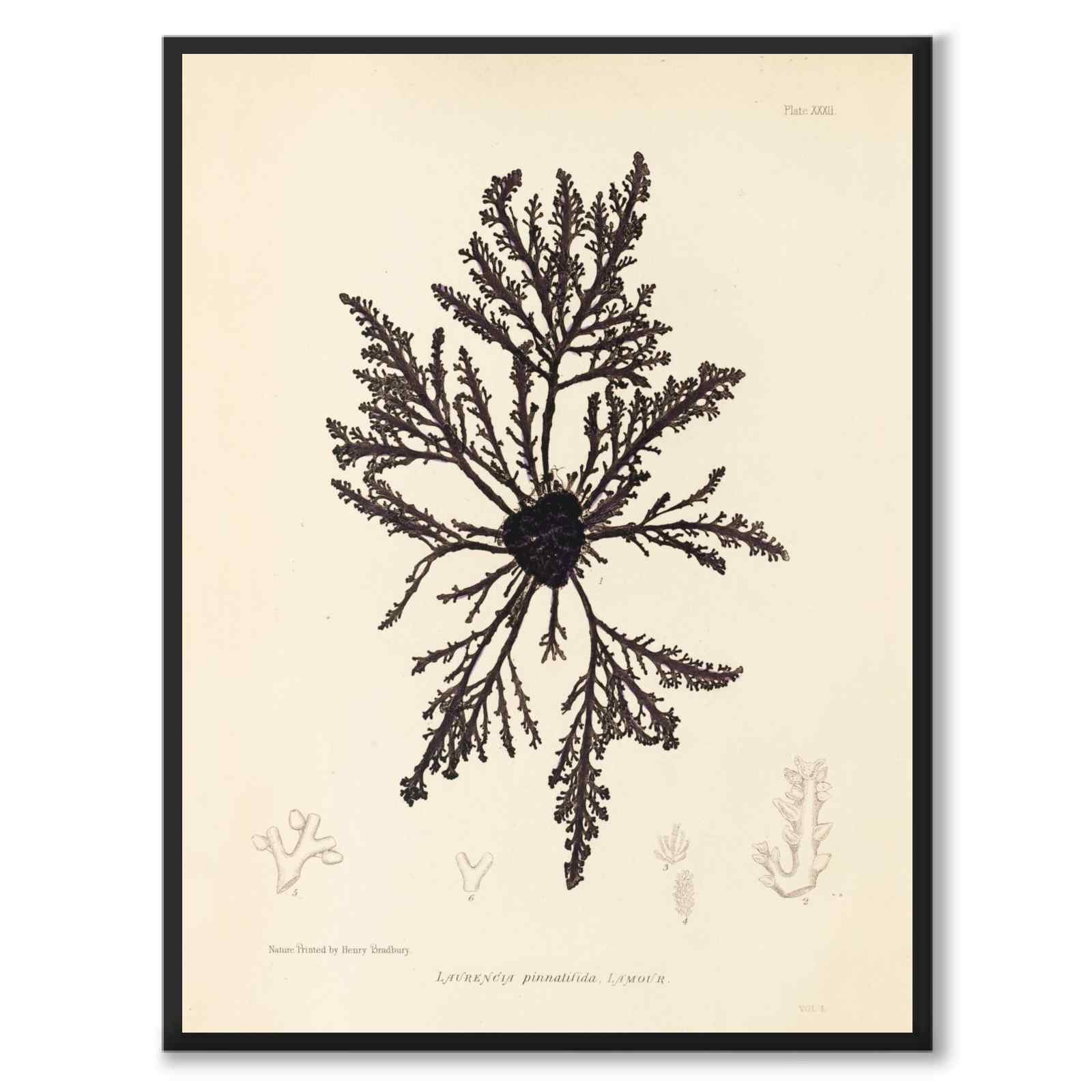 British Seaweeds 032 as a vintage illustration and poster from Historly – full image without white border