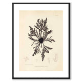 British Seaweeds 032 as a vintage illustration and poster from Historly – with white border without title