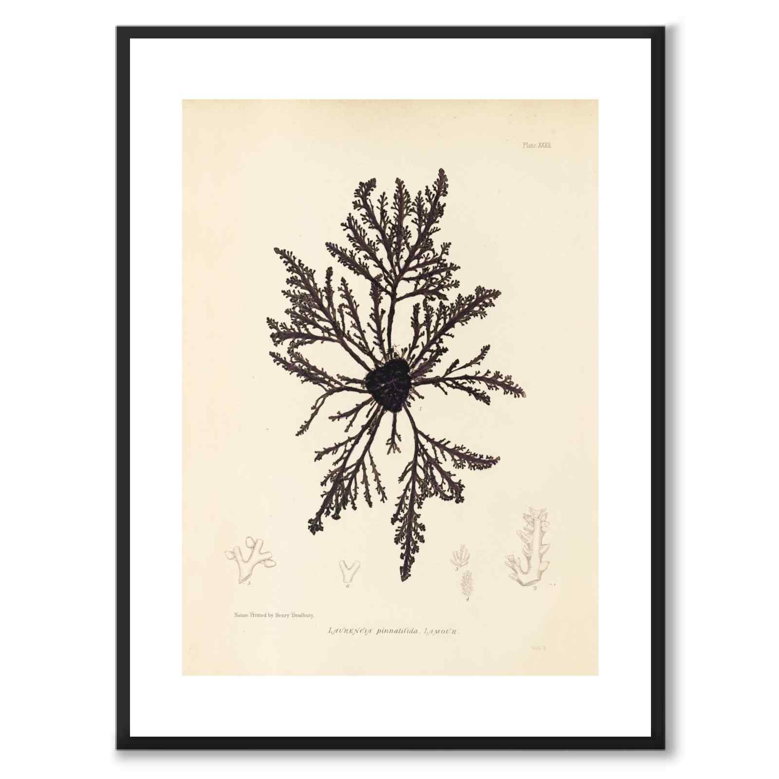 British Seaweeds 032 as a vintage illustration and poster from Historly – with white border without title