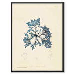 British Seaweeds 033 som vintageillustration och poster från Historly – helbild utan vit kant