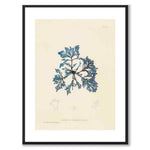 British Seaweeds 033 som vintageillustration och poster från Historly – med vit kant utan titel