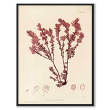 British Seaweeds 034 as a vintage illustration and poster from Historly – full image without white border
