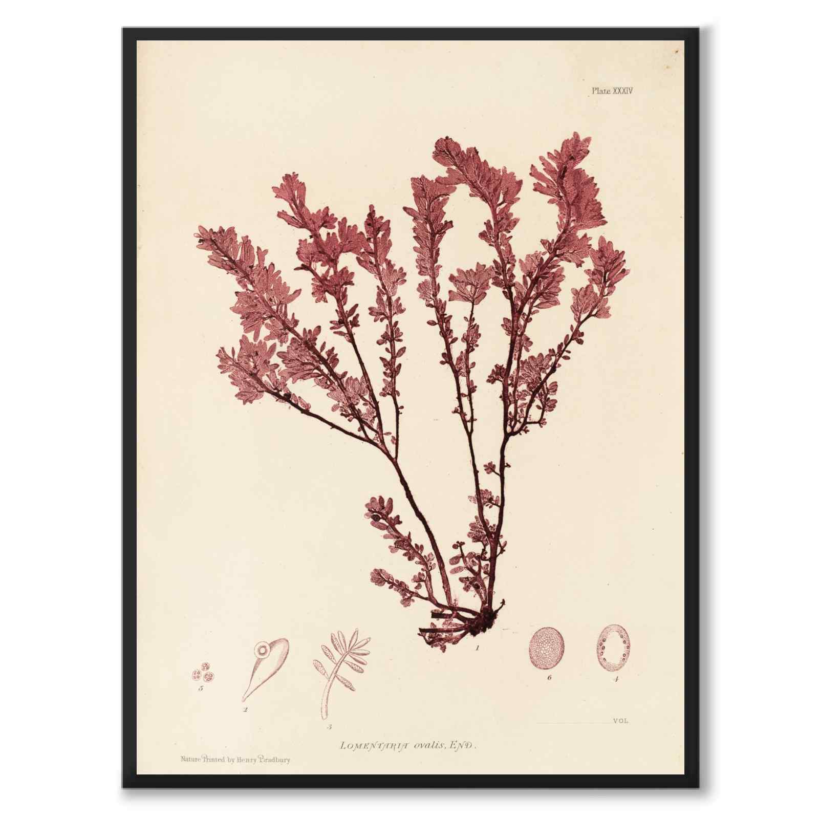 British Seaweeds 034 as a vintage illustration and poster from Historly – full image without white border