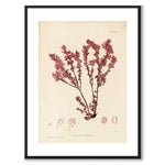 British Seaweeds 034 as a vintage illustration and poster from Historly – with white border without title