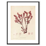 British Seaweeds 034 as a vintage illustration and poster from Historly – with white border without title