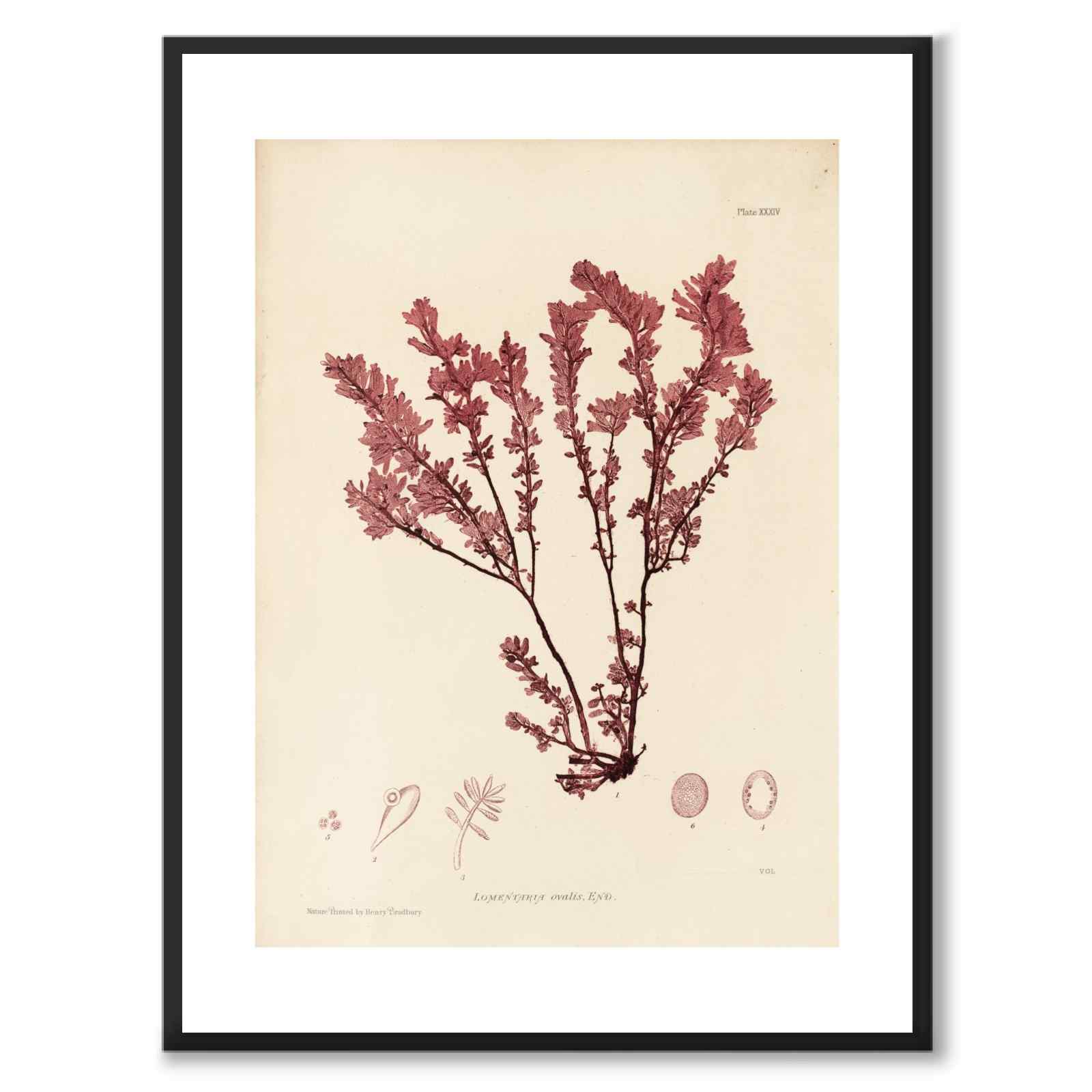 British Seaweeds 034 as a vintage illustration and poster from Historly – with white border without title