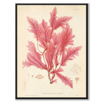 British Seaweeds 045 as a vintage illustration and poster from Historly – full image without white border